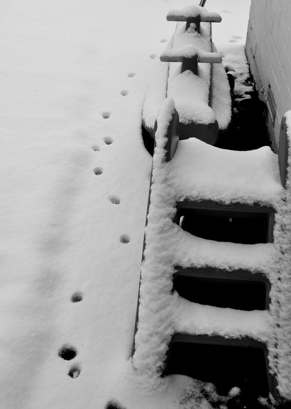 cat tracks in the snow
