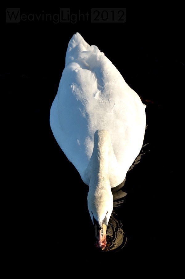 mute swan