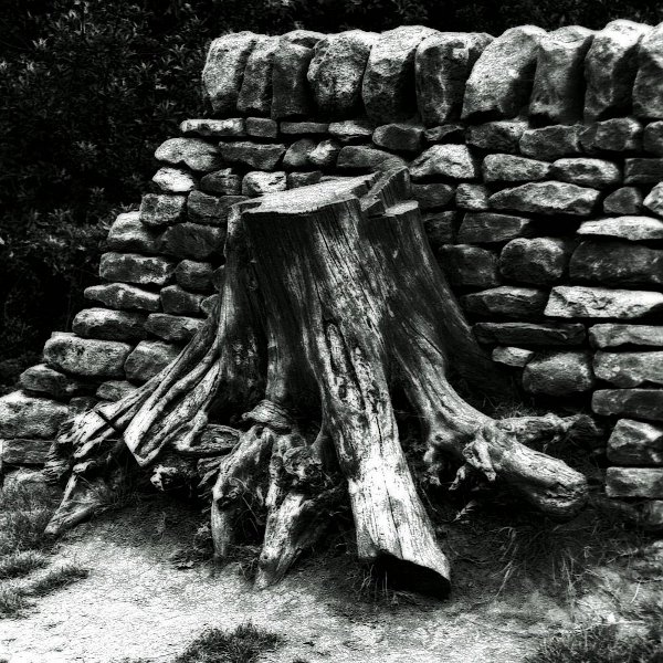 Tree stump in wall