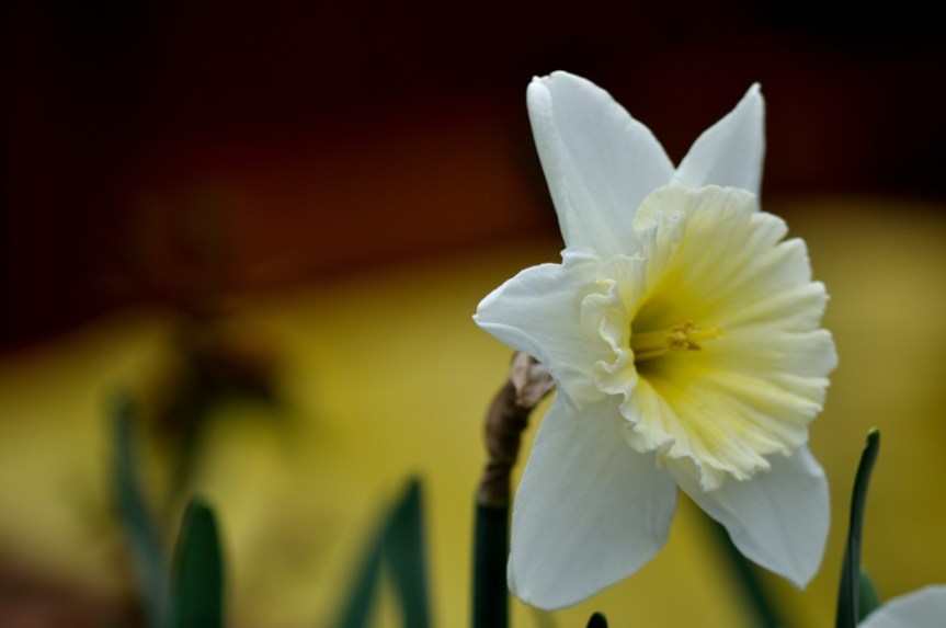 Daffodil