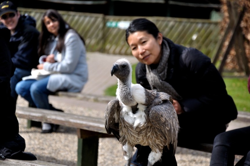 White Backed Vulture