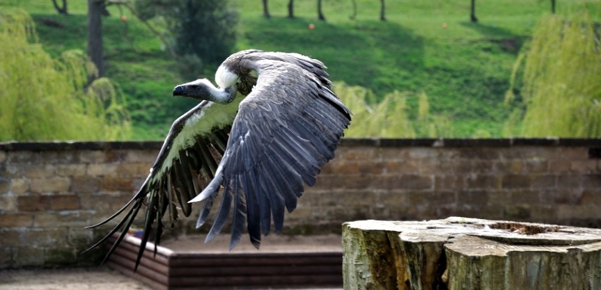 White Backed Vulture