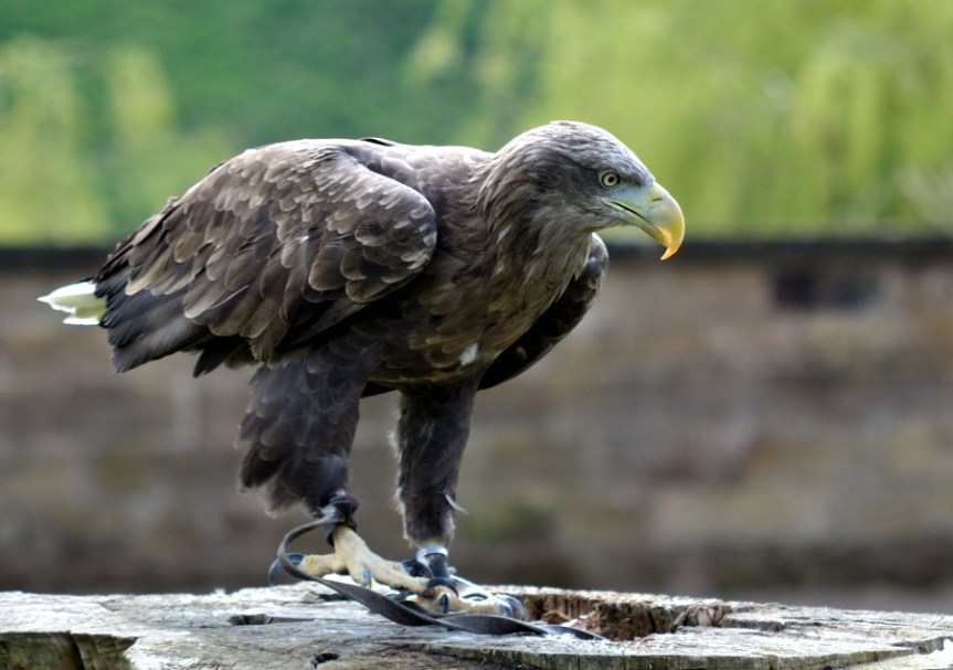 White Tailed Sea Eagle
