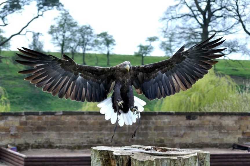 White tailed Sea Eagle
