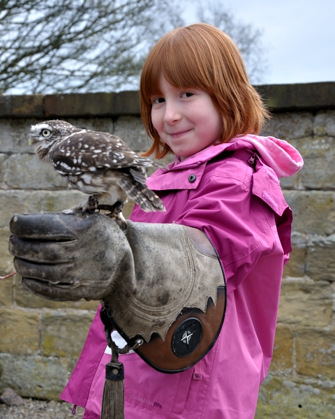 Holding a Little Owl