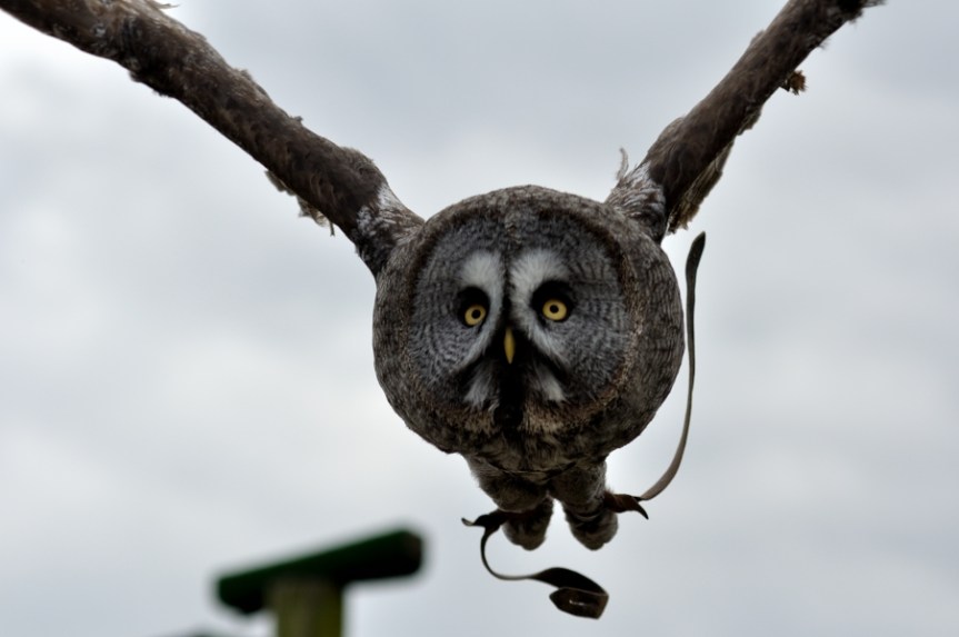 Great Grey Owl