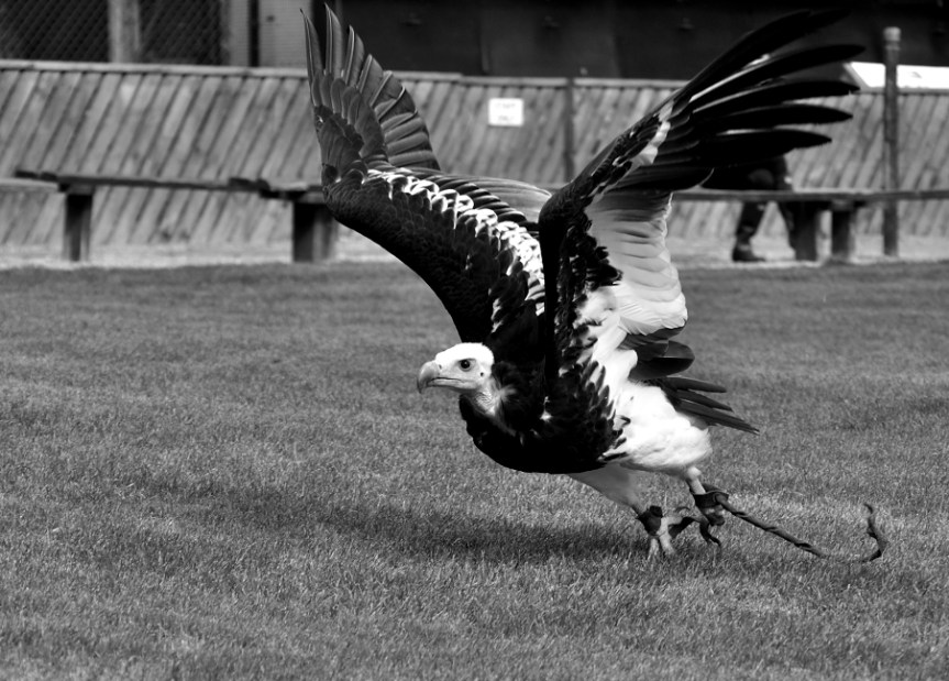 white headed vulture