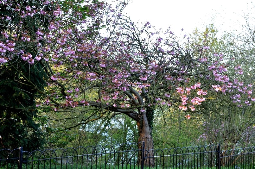 tree in blossom