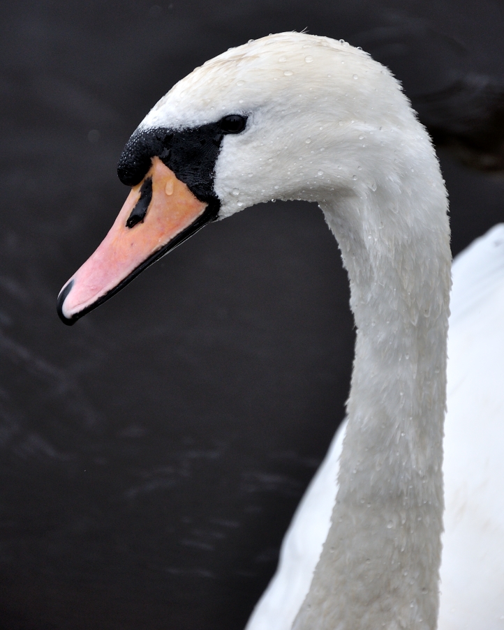 Swan