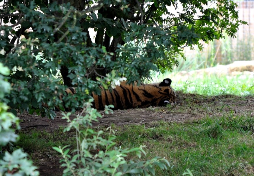 sleeping tiger
