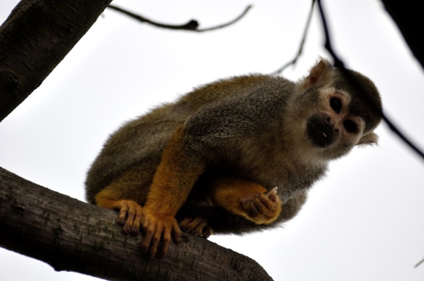 squirrel monkey