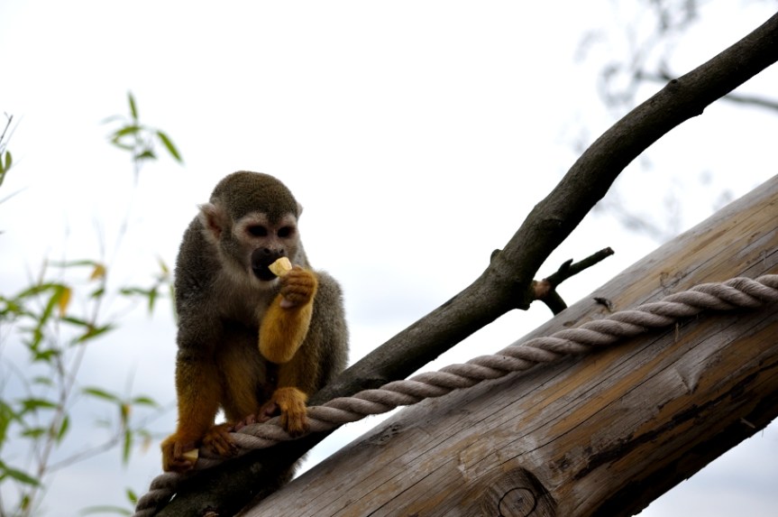 squirrel monkey