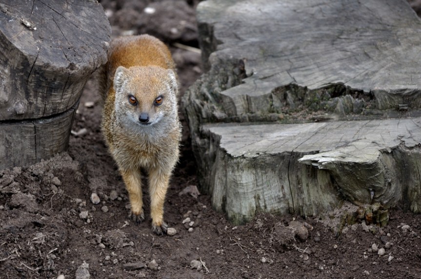 Yellow Mongoose