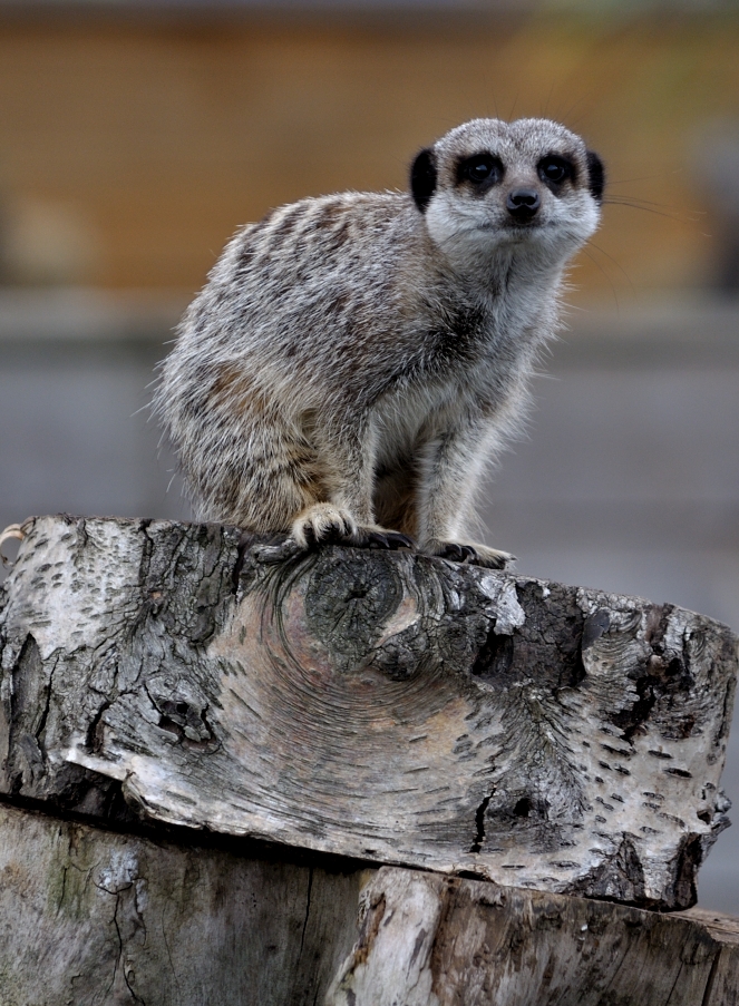 Meerkat