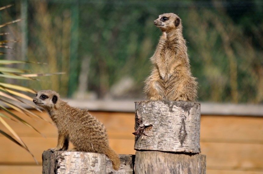 Meerkats