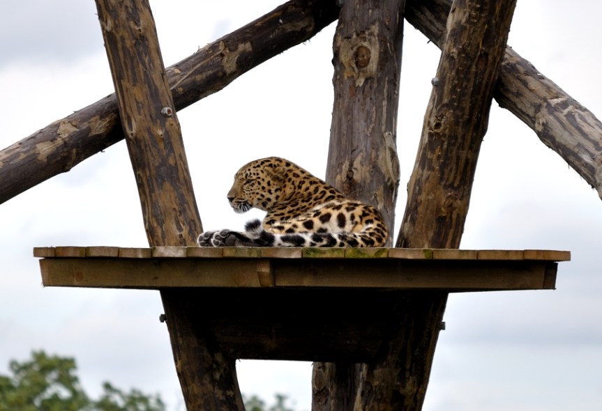 Amur Leopard