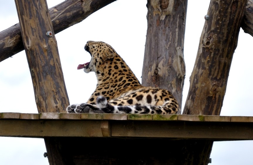 Amur Leopard