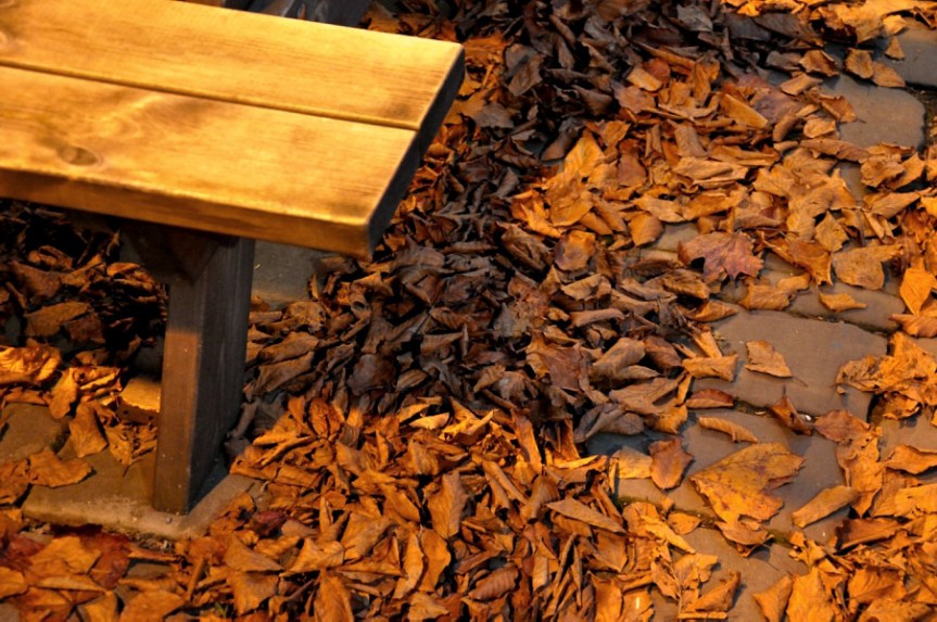 DSC_4379_01 leaves under streetlight