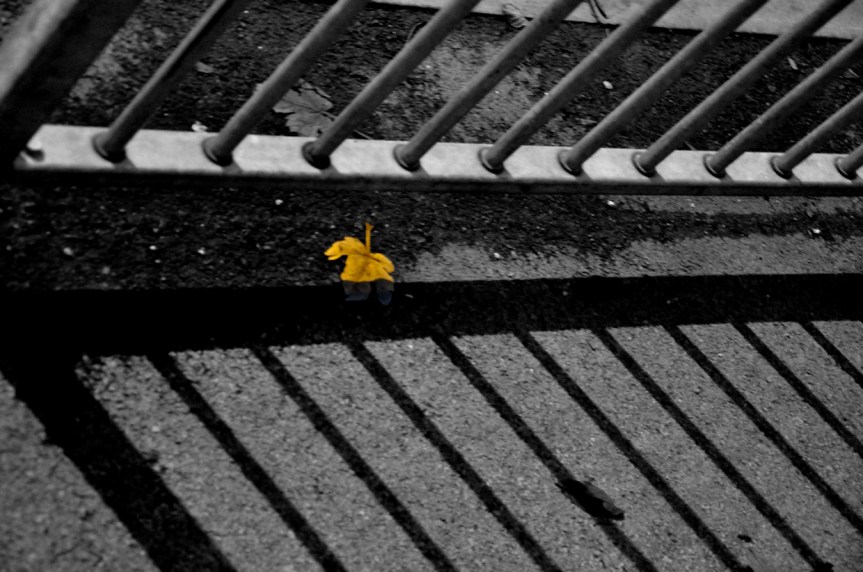 DSC_4393 leaf on the ground. monochrome conversion