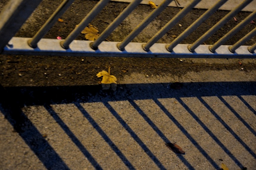 DSC_4393 leaf on the ground