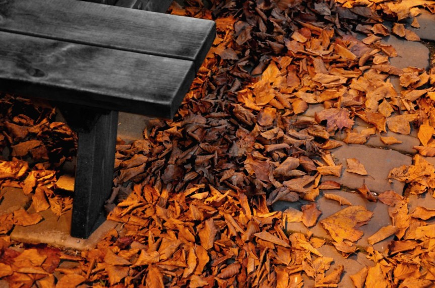 bench with leaves