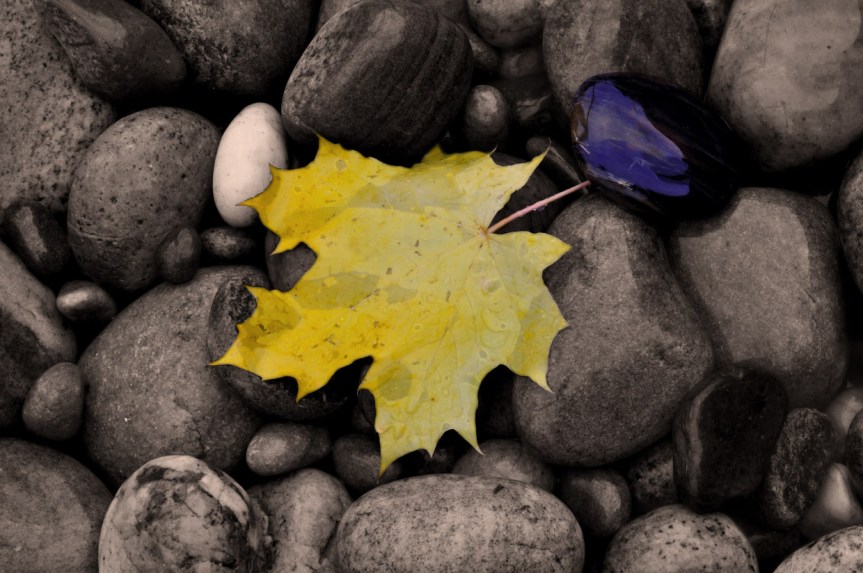 Leaf on stones