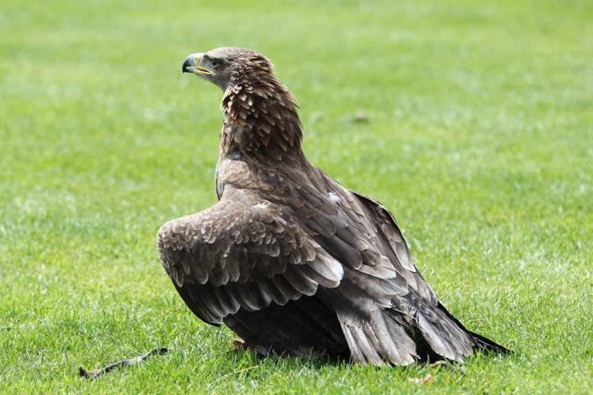 Golden Eagle