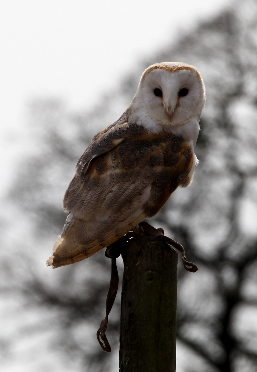 barn owl