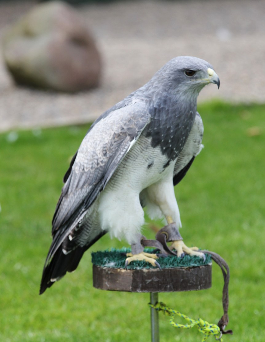 Grey Eagle Buzzard