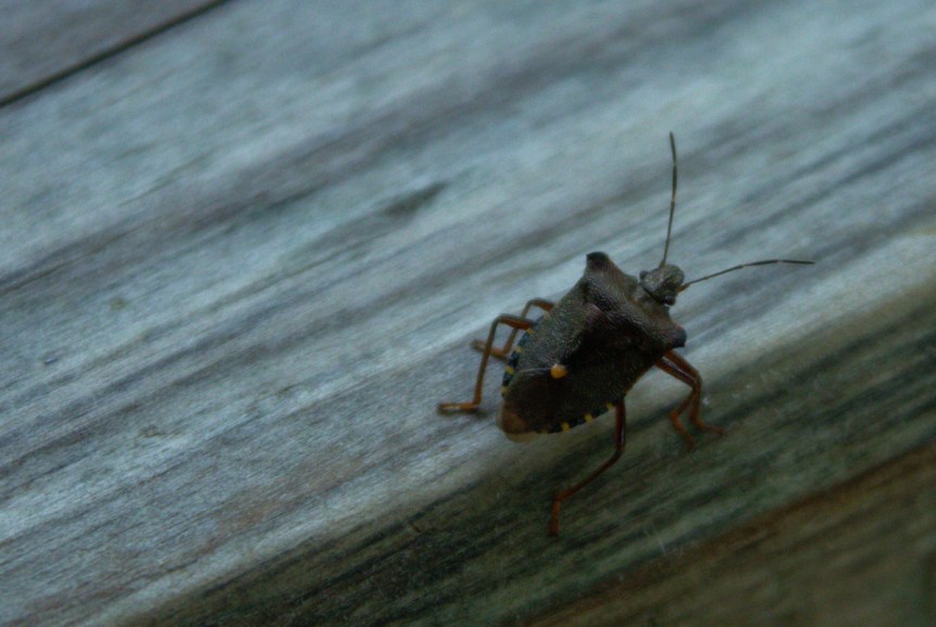 bug on picnic table