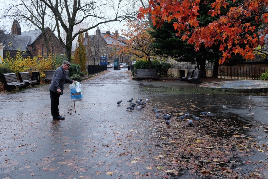 Man feeding pigeons