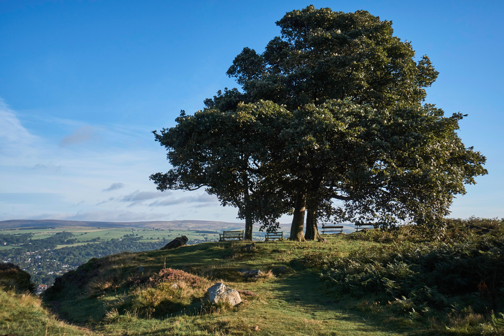 Tree and benches overlooking Ilkley