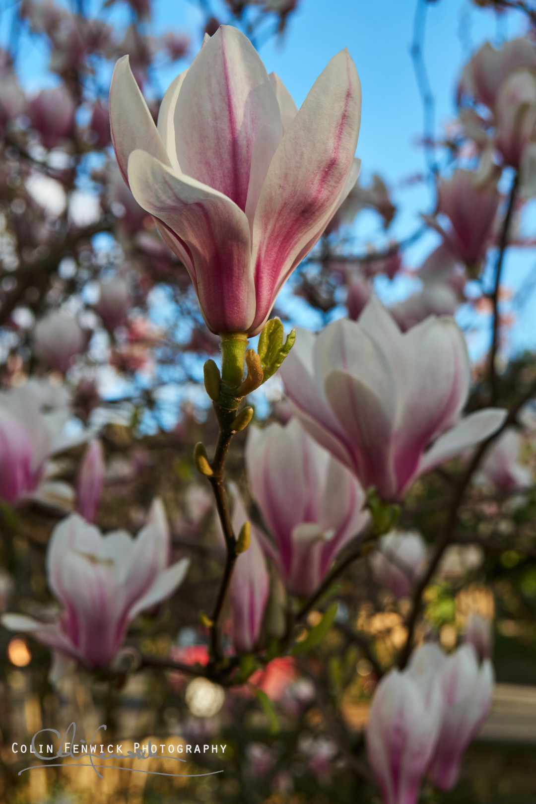 Magnolia blossoms