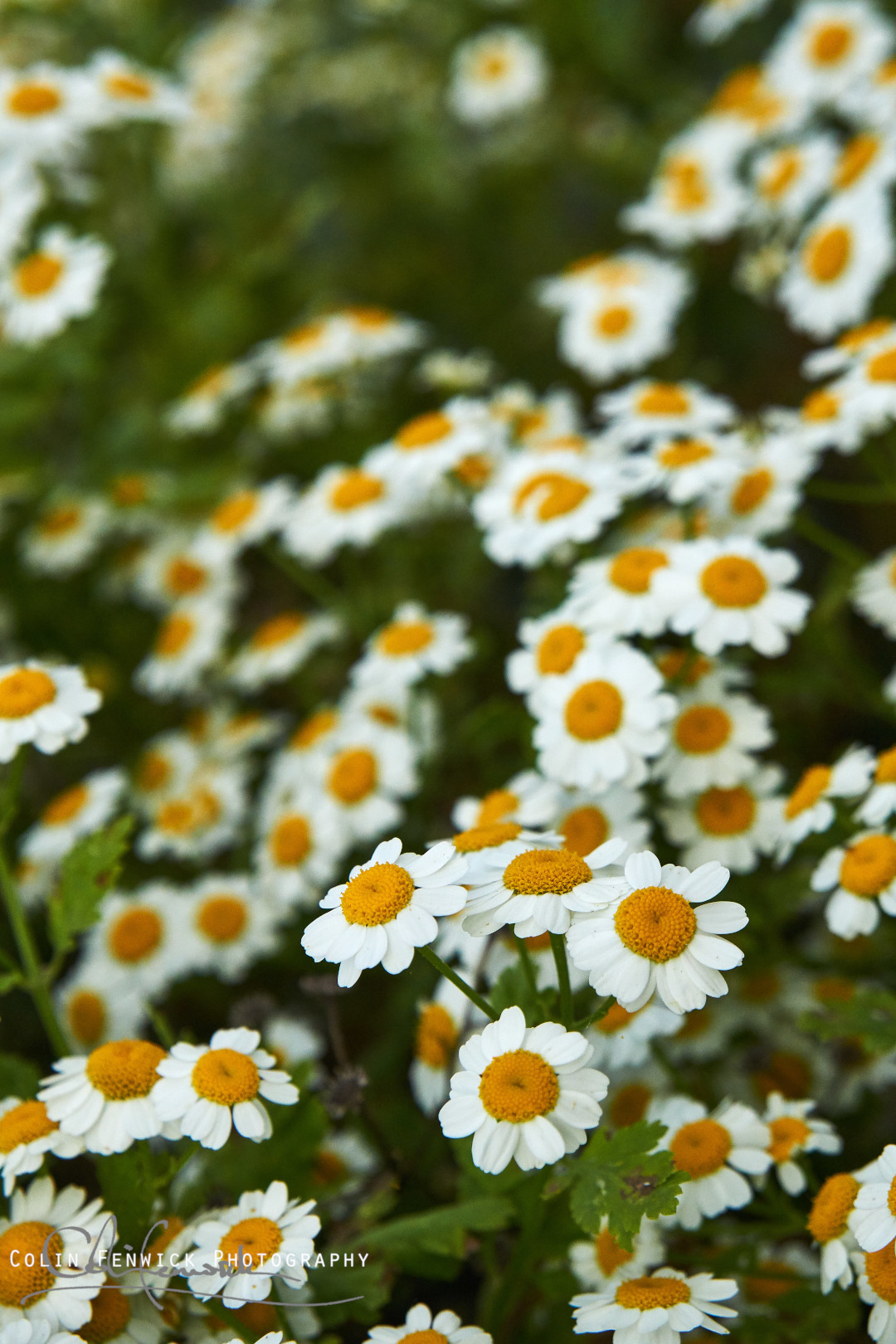 Daisies
