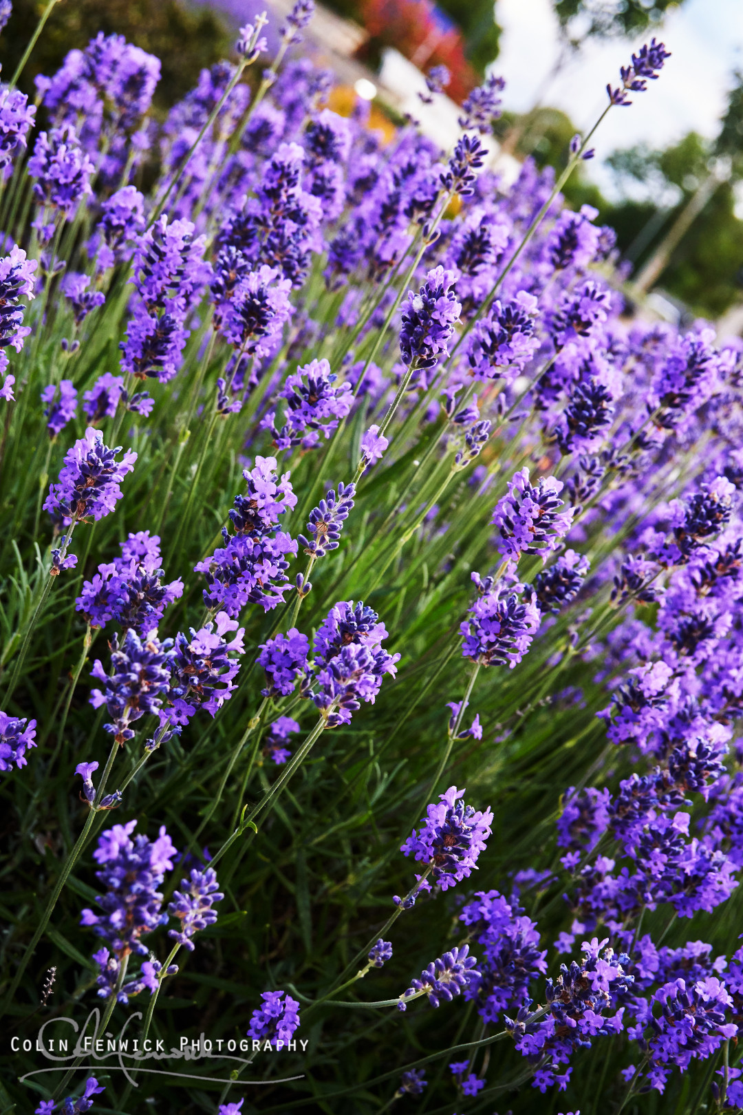 Lavender flowers