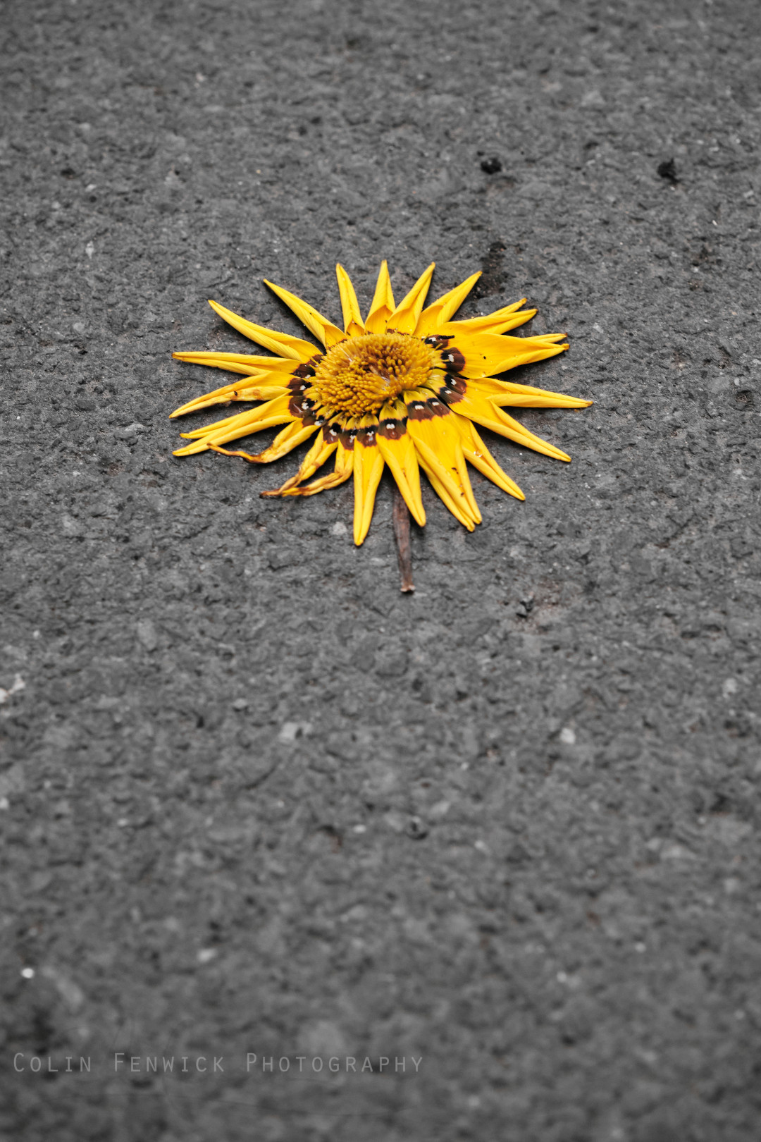 fallen sunflower