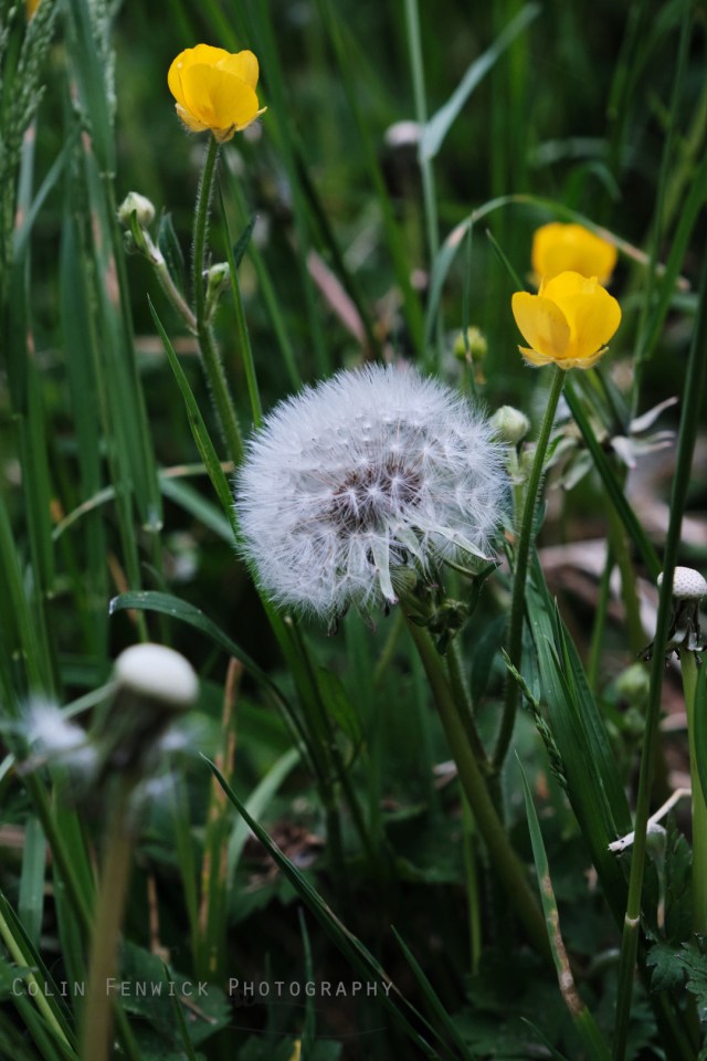 Dandelion clock and buttercups