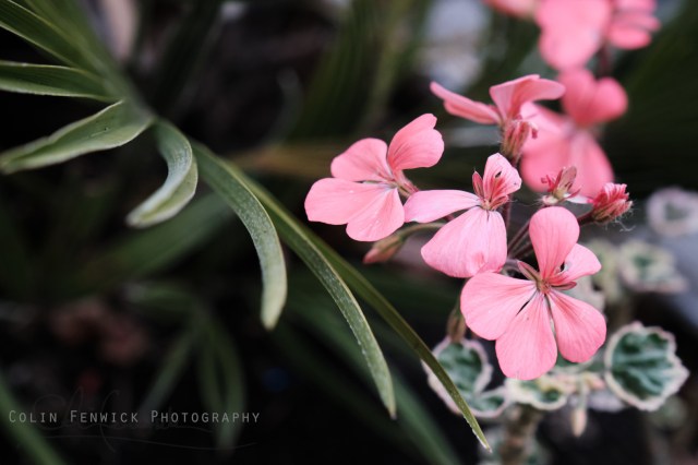 Pink flowers