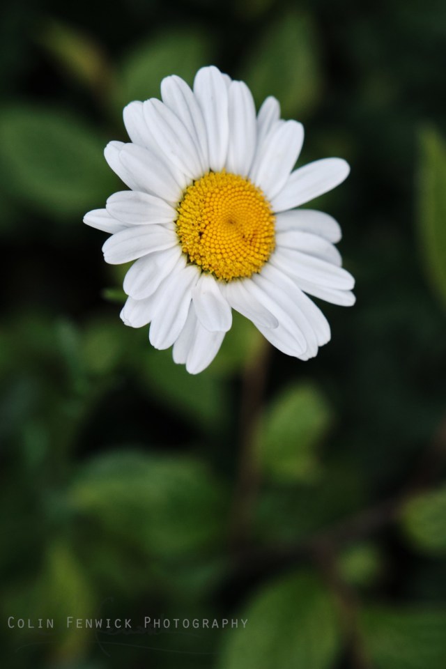 Daisy