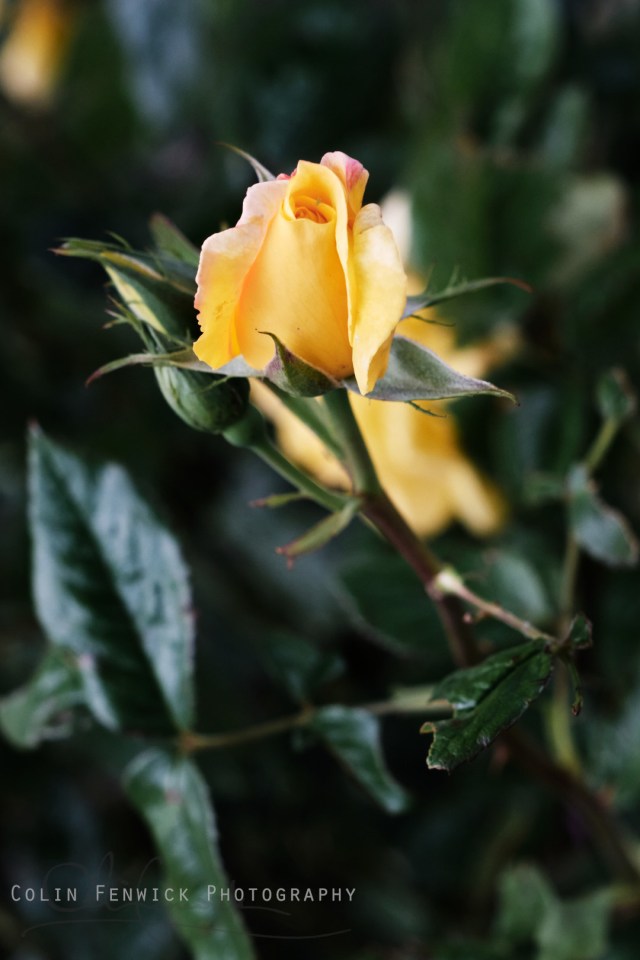 yellow rose