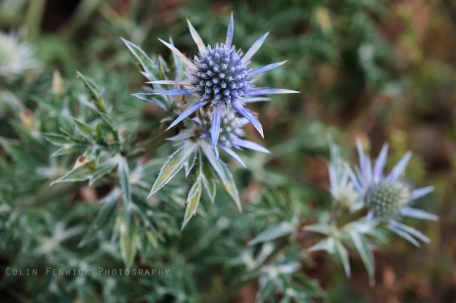 Sea Holly