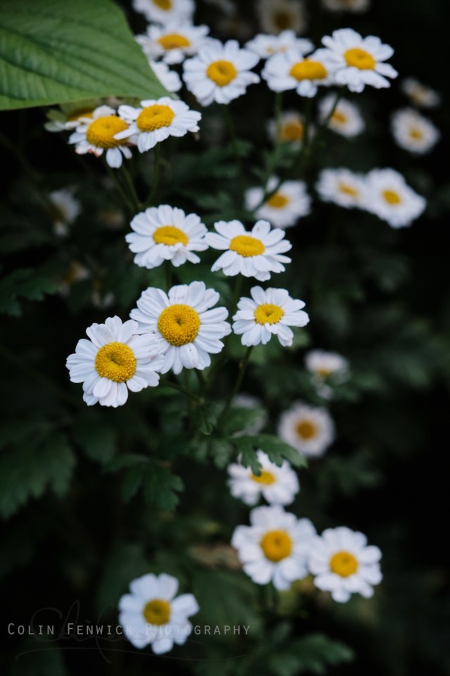 Daisy's