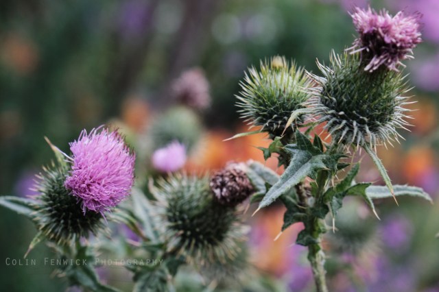 Pink Thistle