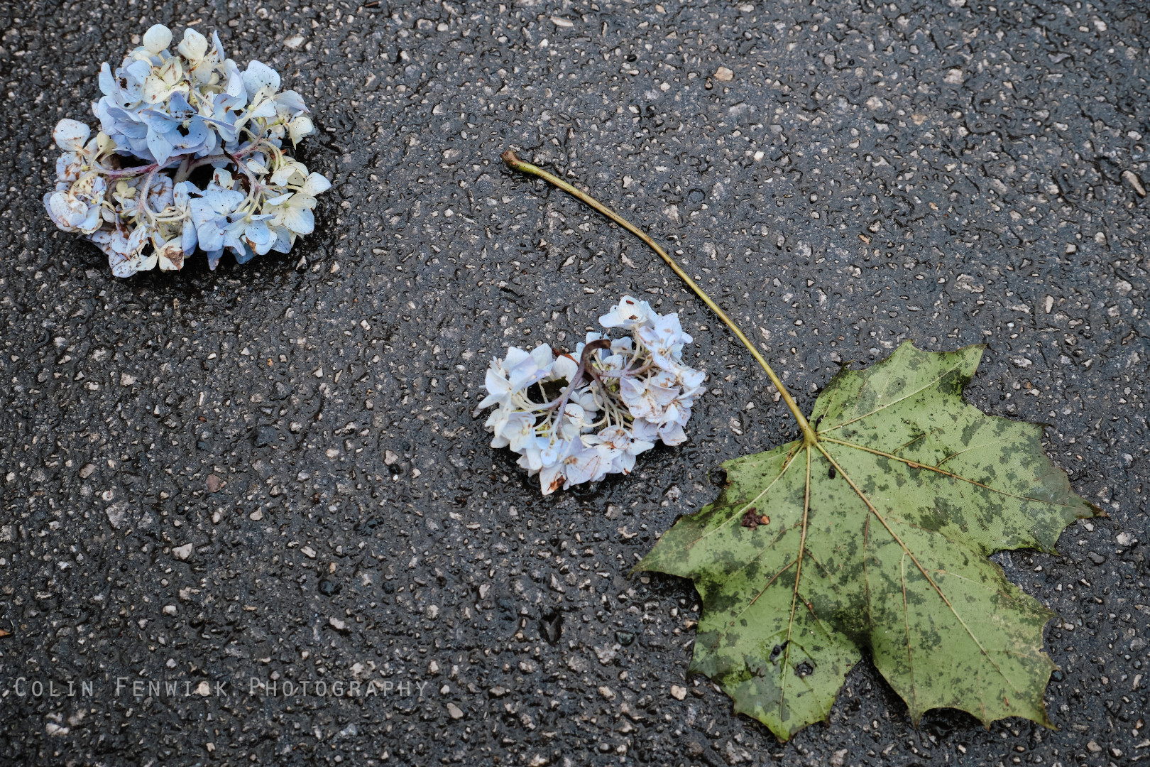 fallen flowers and leaf