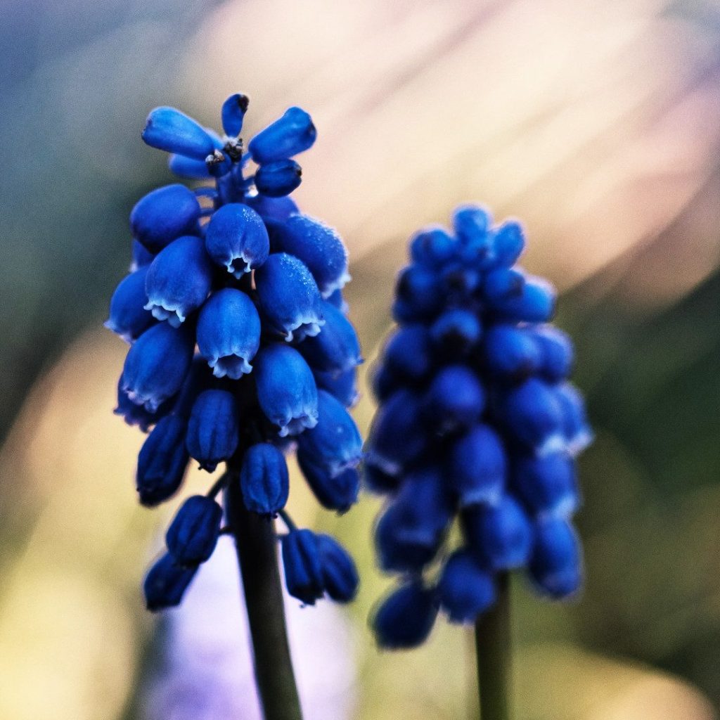 Link to Gallery Gardenia