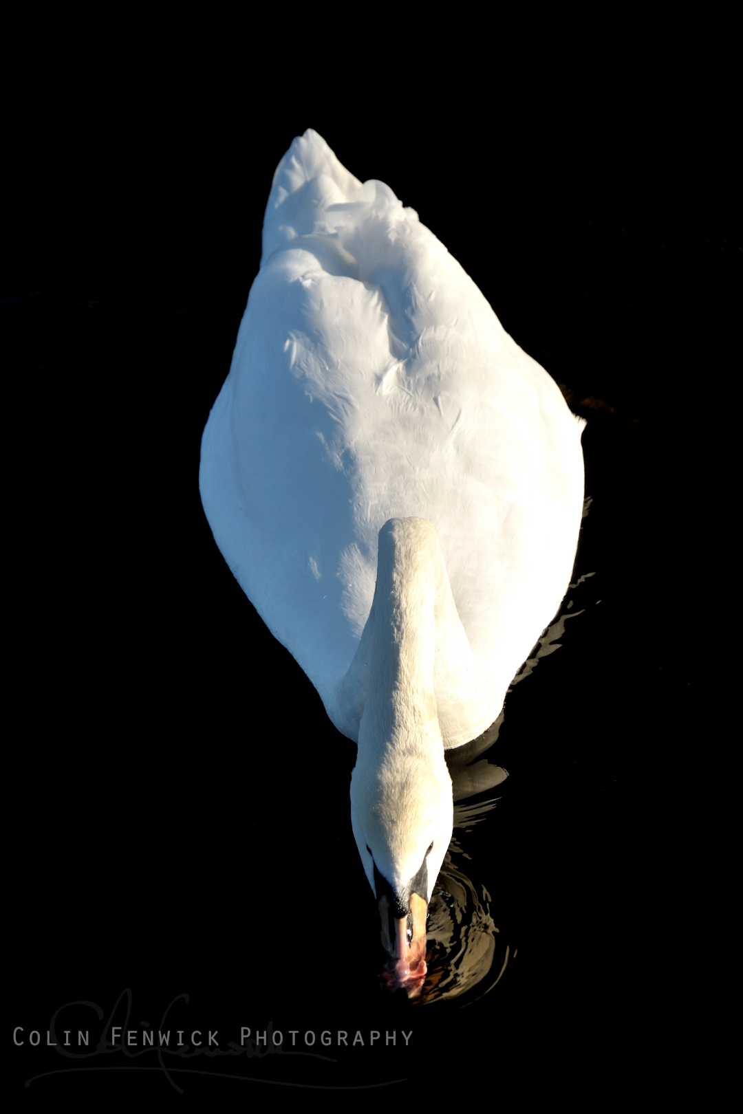 Mute Swan