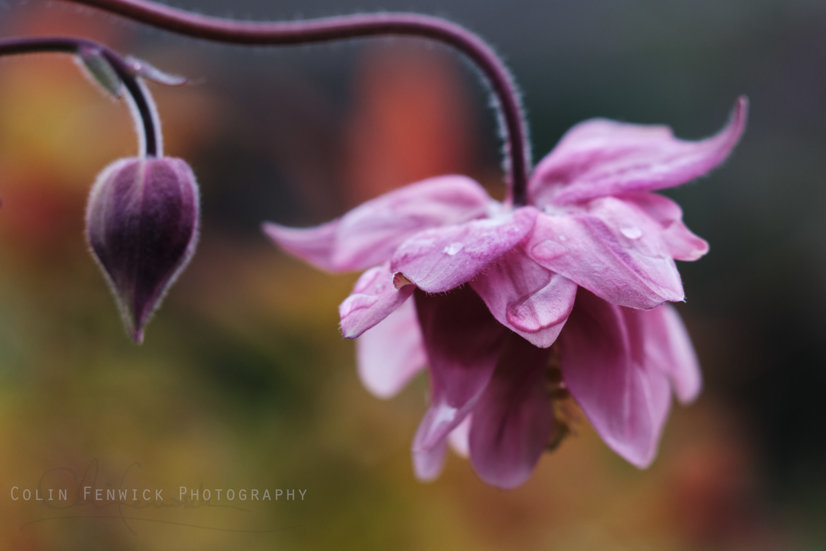 Aquilegia Clematiflora flower