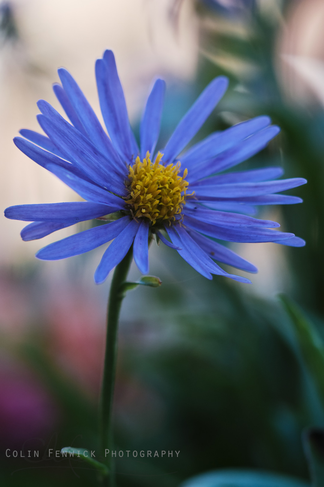Aster Alpinus flower