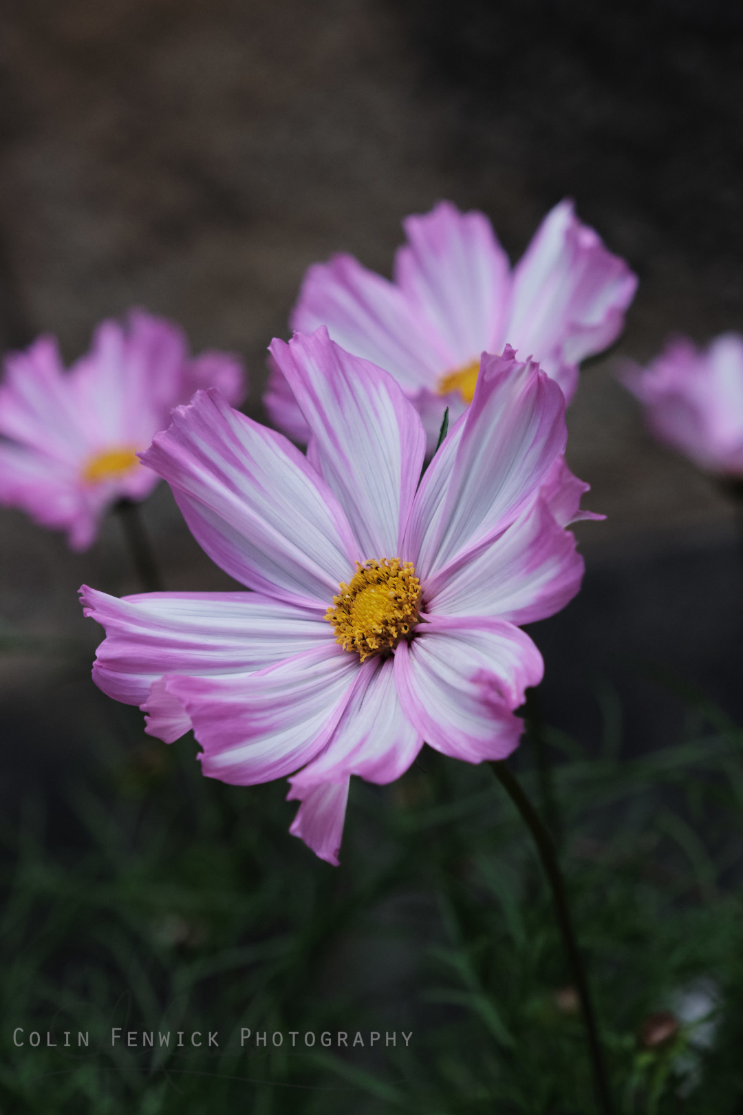 Candy Stripe Cosmos flower