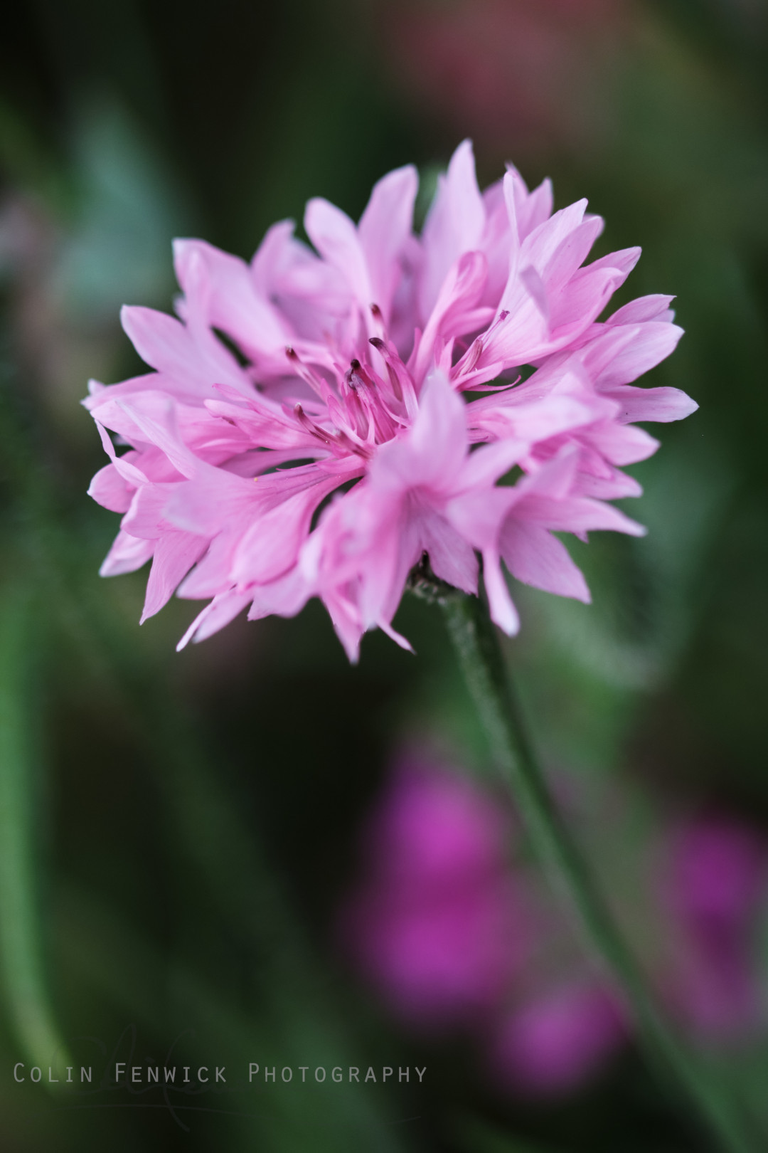 Cornflower